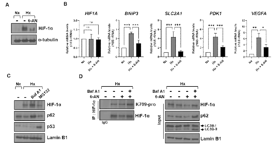 Hypoxia 환경에서 CMA에 의한 HIF1α degradation