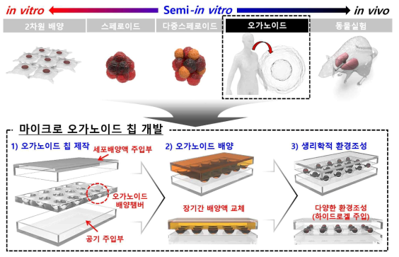 마이크로 오가노이드칩 개발을 통한 생리학적 인체환경 모사 연구