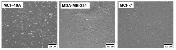 정상유방세포(MCF-10A)와 암세포(MDA-MB-231, MCF-7) 배양조건 확립