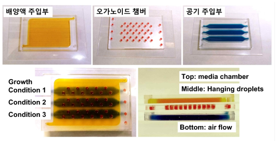 본 연구실에서 개발한 마이크로 오가노이드 칩