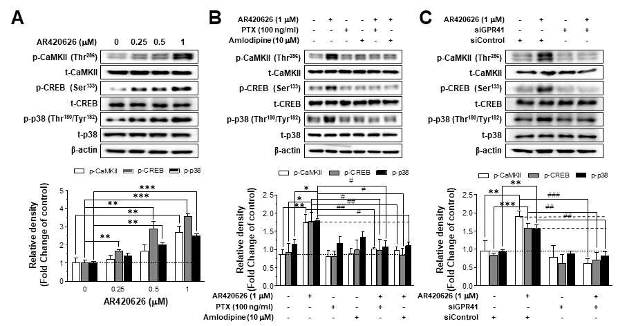 Amlodipine 또는 PTX 처리조건에서 AR420626에 의한 칼슘 신호 전달 인자들의 인산화 변화