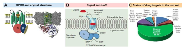 (A)GPCR 구조, (B)GPCR-경유 신호전달기전, (C)GPCR을 표적으로하는 약