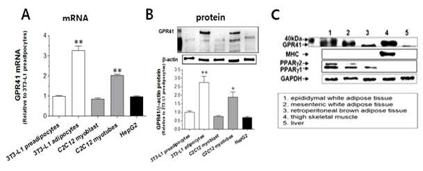 세포 또는 마우스 조직에서의 GPR41 mRNA 및 단백질발현
