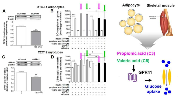 GPR41 knockdown 조건에서 propionic acid와 valeric acid에 의한 3T3-L1 지방세포와 C2C12 근육세포의 당 흡수능 측정