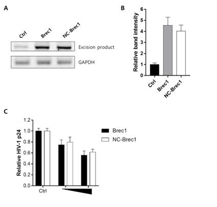 Anti-viral efficiency against HIV-1 of NC-Brec1. (A-B) Genomic DNA isolated from HEK293T cells co-transfected with proviral DNA (pNL4.3_EGFP) and expression plasmids (pcDNA3.1_Brec1 and NC-Brec1) was analyzed at the indicated days after transfection by PCR using primers to detect the transient circular excision product. (C) HIV-1 p24 ELISA