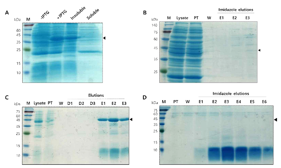 Affinity purification of His-tagged protein from E. coli lysate. (A) Determination of target protein expression and solubility. (B) Naturing conditioned affinity purification. (C) Denaturing conditioned affinity purification (D) Protein refolding