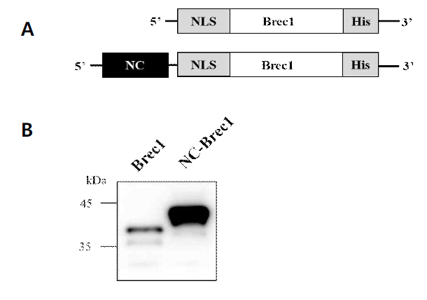 Construction of cell-permeable NC-Brec1 recombinant protein. (A) Schematic representation of Brec1 and NC-Brec1 recombinant protein constructs. (pcDNA3.1_Brec1, NC-Brec1). (B) Western blot analysis of Brec1 and NC-Brec1 recombinant protein from HEK293T cells by using anti-His antibody