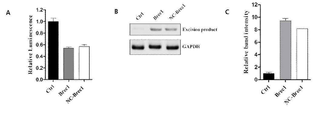 Recombination activity of Brec1 protein in transfected cells (A) Luciferase activity in HEK293T cells co-transfected with reporter vector (pGL_LTR-F-luc-3’UTR), expression vectors (pcDNA3.1, pcDNA3.1_Brec1, pcDNA3.1_NC-Brec1) and internal control plasmid (pDS-Red). (B-C) Genomic DNA isolated from HEK293T cells co-transfected with reporter (pGL_LTR-F-luc-3’UTR) and expression plasmids (pcDNA3.1, pcDNA3.1_Brec1, pcDNA3.1_NC-Brec1) was analyzed at the indicated days after transfection by PCR using primers to detect the transient circular excision product. The results are representative of three independent experiments. The means ± standard deviations of three independent experiments are shown