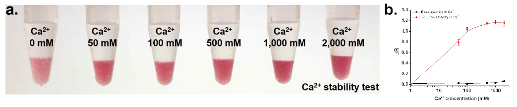 고농도의 양이온 (Ca2+) 환경에서 안정성을 유지하는 금나노입자 (a) 칼슘 농도에 따른 비드 내의 나노입자 안정성 유지 (b) UV-VIS를 통한 용액과 비드의 안정성에 관한 정량적 데이터