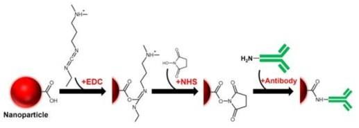 항체를 나노입자 표면에 기능화 하는 방법 모식도