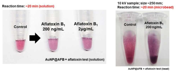 아플라톡신 항체가 기능화된 금나노입자를 이용해 아플라톡신 검지 실험 (용액과 마이크로 비드)