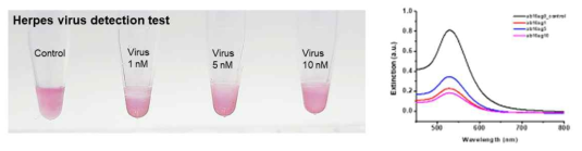 금나노 입자를 이용한 단순포진(Herpes) 바이러스 검지 실험 (액체)