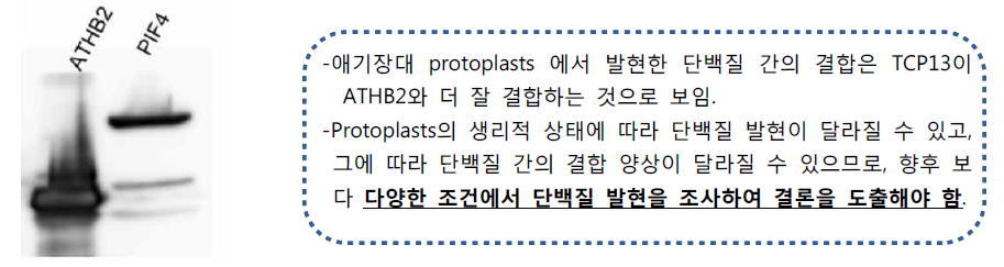 Protoplasts에서 단백질 간의 상호작용 비교