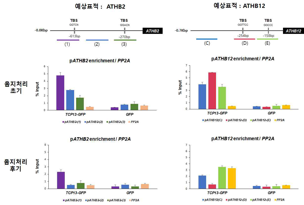 음지 초기 및 후기에서 ChIP-qPCR을 통한 ATHB2, ATHB12 promoter에의 결합 패턴