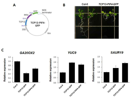 TCP13-PIF4 과발현 형질전환체 (TCP13-PIF4-GFP)(A)의 2주된 seedling에서의 표현형 관찰(B) 및 real time RT-PCR을 통한 대표적 하위 유전자(GA20OX2, YUC9, SAUR19)들의 발현 양상 조사(C)