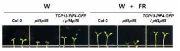 pif4pif5 double mutant를 TCP13-PIF4-GFP로 형질전환하여 광조건(W, white light)과 음지조건(W+FR, white light + far-red light)에서 표현형을 관찰함