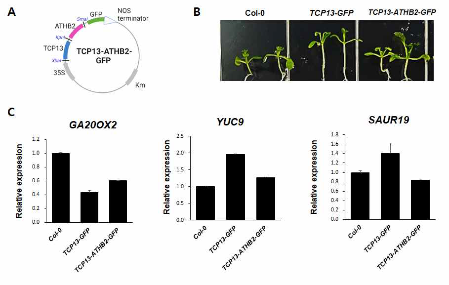 TCP13-ATHB2 과발현 형질전환체 (TCP13-ATHB2-GFP)(A)의 2주된 seedling에서의 표현형 관찰(A) 및 real time RT-PCR을 통한 대표적 하위 유전자(GA20OX2, YUC9, SAUR19)들의 발현 양상 조사(B)