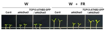 TCP13-ATHB2 융합 유전자를 athb2 hat3 double mutant 애기장대에 도입하여 광조건(W, white light)과 음지조건(W+FR, white light + far-red light)에서 TCP13-ATHB2 과발현 형질전환체 표현형 관찰