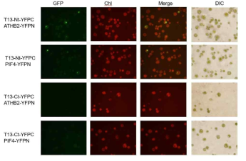 Arabidopsis protoplasts에서 BiFC로 TCP13 조각들과 PIF4 및 ATHB2와 상호작용의 검증