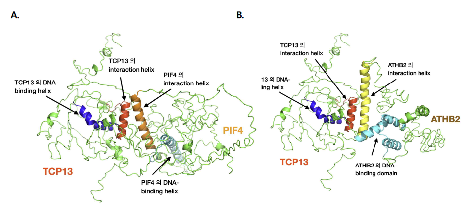 TCP13과 PIF4 단백질 간의 상호 결합 구조 모델링. I-TASSER 알고리즘에 의해 각 단백질의 전체 구조 모델을 도출한 후 MD simulatioin을 통한 결합 모델링을 GROMACS 프로그램을 사용하여 도출. PyMol software를 사용하여 randering 하였음. A. TCP13-ATHB2, B. TCP13-PIF4