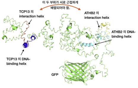 TCP13-ATHB2-GFP 융합 단백질의 구조 모델링