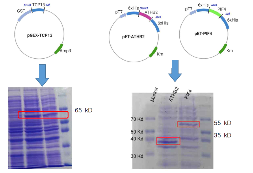 대장균에서 TCP13-GST, His6-ATHB2, His6-PIF4 단백질 발현