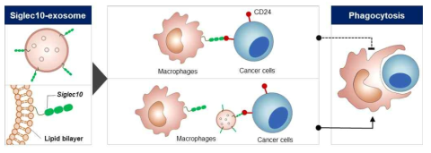 Siglec10-exosome을 이용한 식세포작용 유도 작용 모식도