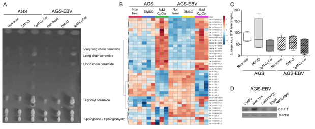 AGS 및 AGS-EBV에서 C6-ceramide 처리 후 sphingolipid pool의 변화