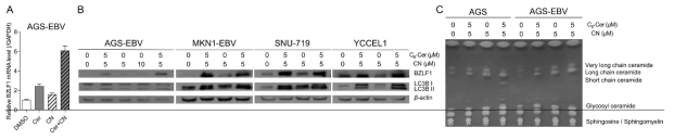 C6-ceramide 단독 또는 ceranib-2와의 공동 처리에 의한 EBV reactivation