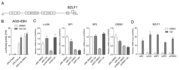 C6-ceramide 처리에 의한 BZLF1 프로모터 활성화 부위 및 관련 전사인자의 식별