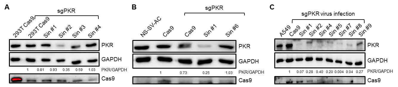 KO 효율을 극대화한 HEK-293T (A), NS-SV-AC (B), A549 (C)에서 단일세포 구축