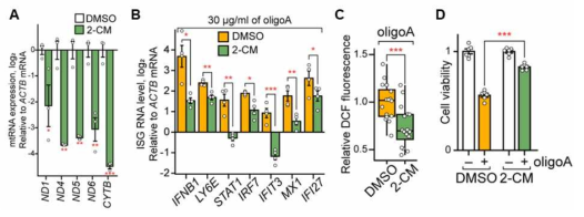 2-CM에 의한 mtRNA 발현 감소 (A)와 그로 인한 ISG 발현 (B), ROS (C), 세포사멸 (D) 감소