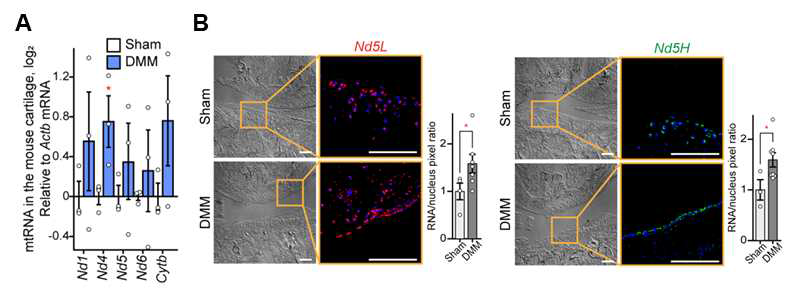 RT-qPCR (A), FISH (B)로 확인한 골관절염 모델 생쥐에서 증가하는 mt-dsRNA