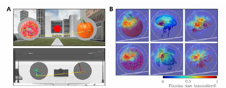 영장류 피험자의 물체 선택 행동 중 안구 운동 분석. A. 1개 시행에서 영장류 피험자의 주시 지점 이동을 2차원 장면(위) 및 3차원 공간(아래)로 재구성한 모습에서, 환경 맥락을 주시하는 행동이 거의 나타나지 않음. B. 전체 실험 과정에서 나타난 각 물체에 대한 시선 고정부 분포는 물체의 종류에 따른 차이를 보이지 않음