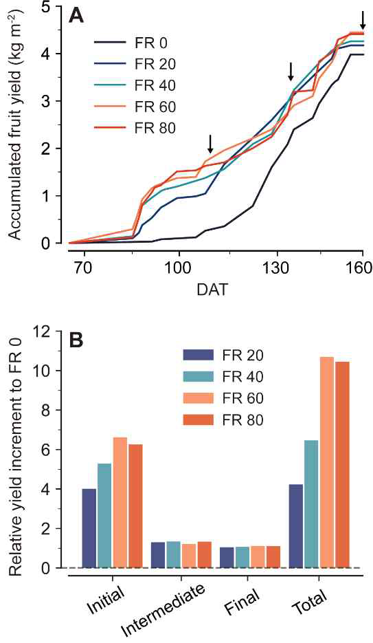 정식후 일수(DAT)에 따른 누적 과일 수확량 (A) 및 FR 0 처리와 비교한 추가 원적색광 세기에 따른 상대적 수확량 증가분 (B)