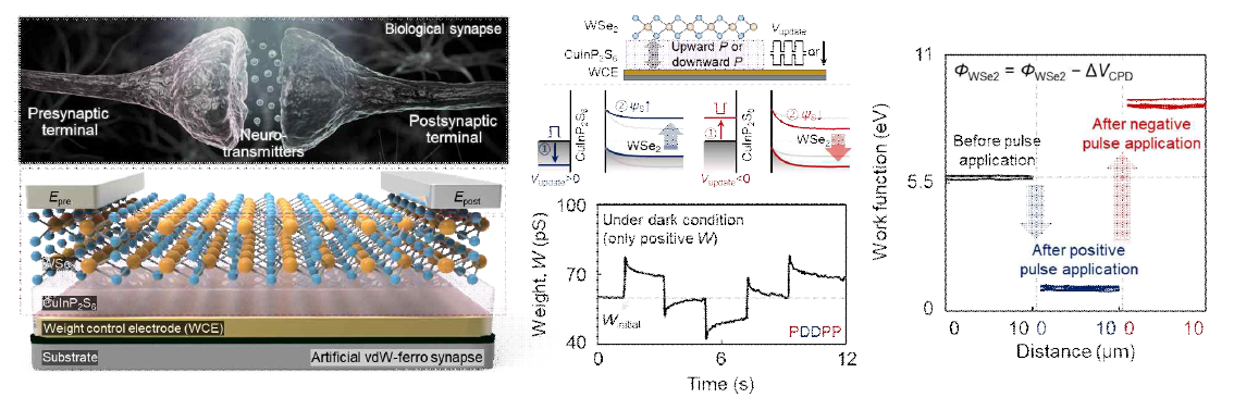 반데르발스 강유전체 기반 인공 시냅스 소자 모식도 (왼쪽), 동작 원리를 나타내는 에너지 밴드 다이러그램 모식도 (가운데 위쪽), 흥분성/억제성 전류 특성 (가운데 아래쪽) 및 KPFM 분석 결과 (오른쪽)