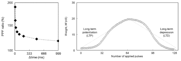 단기 기억 가소성을 나타내는 PPF 특성 (왼쪽) 및 연속적인 전압 펄스 인가를 통해 확인된 장기 기억 강화 및 장기 기억 약화 특성 (오른쪽)