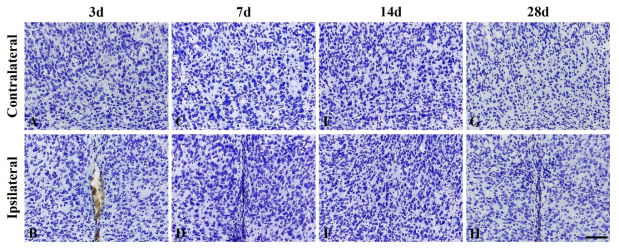 Cresyl violet 염색 (scale bar = 100 μm)