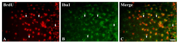 BrdU/Iba1 이중 면역형광염색 (scale bar = 35 μm)