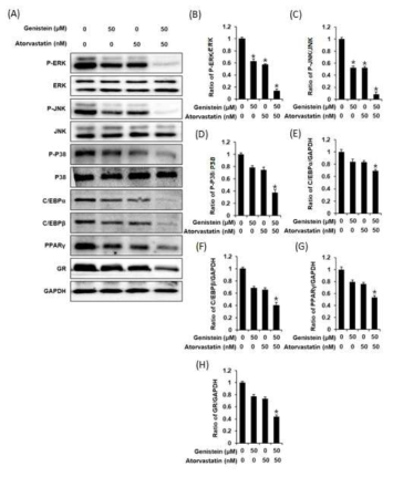 Effects of Genistein and Atorvastatin on P-ERK, P-JNK, P-P38, C/EBPα, C/EBPβ, PPARγ and GR protein expressions in 3T3-L1