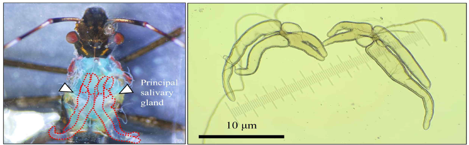 톱다리개미허리노린재의 침샘 위치(좌) 및 광학현미경에 위치한 침샘(우)