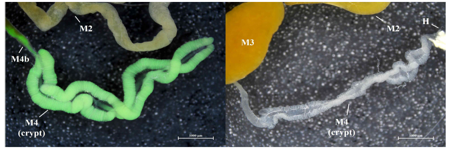 공생균을 획득한 성충 톱다리개미허리노린재(좌)와 미획득한 성충(우)의 중장 사진