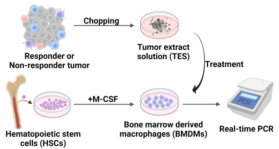 연구 모식도: anti-PD1 반응성에 따른 종양추출액이 마크로파지에 미치는 영향