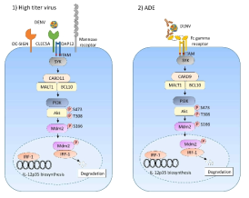 High titer virus 와 ADE 감염에서 IL-12 감소 기전 모식도