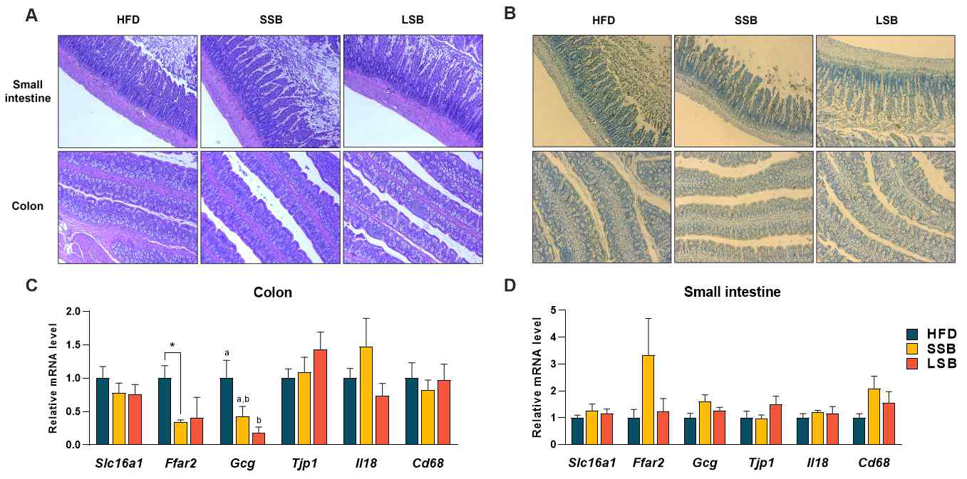 Butyrate effects on small intestine and colon tissue. (A) Hematoxylin and eosin (H&E) staining and (B) immunohistostaining (IHC) using CD68 of small intestine (upper image) and colon (lower image) tissue. (C, D) Gene expression level of Intestine tissues