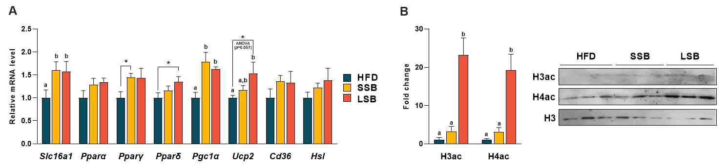 Changes in muscle gene expression and histone acetylation level by sodium butyrate supplementation. (A) Expression level of Slc16a1, encoding butyrate transporter, Ppar gene family, and fatty acids metabolism-related genes. (B) Levels of histone H3ac and H4ac in muscle tissue