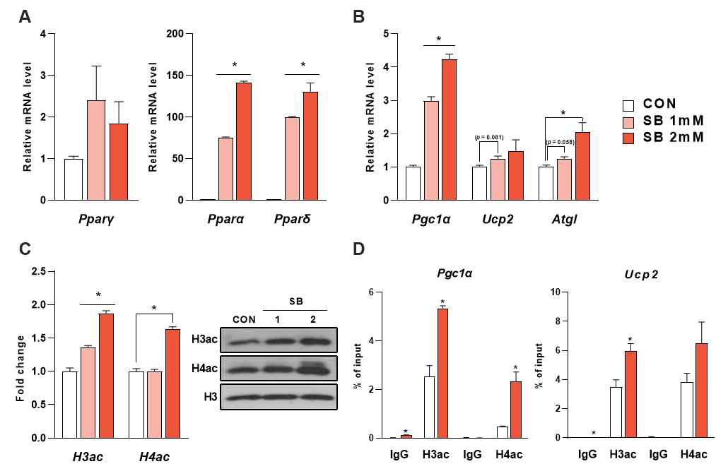 Effects of butyrate supplementation in an in vitro model. (A) Expression level of Ppar family genes and (B) fatty acids metabolism-related genes of differentiated C2C12 cells after 24 hours treatment of sodium butyrate. (C) Acetylation levels of histone H3 and H4. (D) Chromatin immunoprecipitation assay for acetylated histone H3 and H4 on Pgc1a and Ucp2 genes
