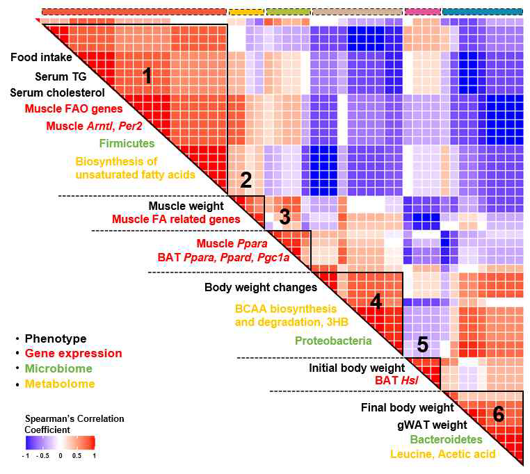 Multi-omics correlation analysis of changes induced by butyrate supplementation. The correlation matrix of Spearman’s rank order using significant 55 changes, including phenotypes, gene expression, microbiome, and metabolome data. Total 6 cluster were identified after hierarchical clustering method