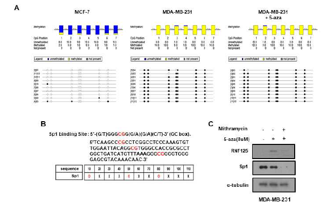 MDA-MB-231 세포에서 5-Aza 처리시 Rnf125의 발현을 조절하는 전사인자 Sp1의 가능성 확인