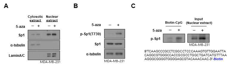 5-aza에 의해 Sp1의 phosphorylation이 증가하고 p-Sp1이 Rnf125의 promoter에 binding함을 확인